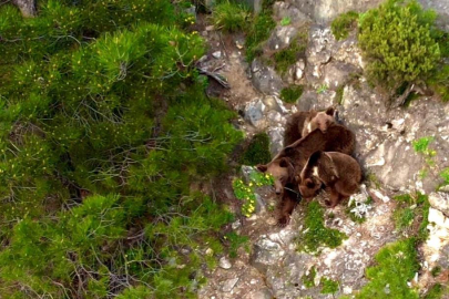 Yaban hayvanları dronla görüntülendi