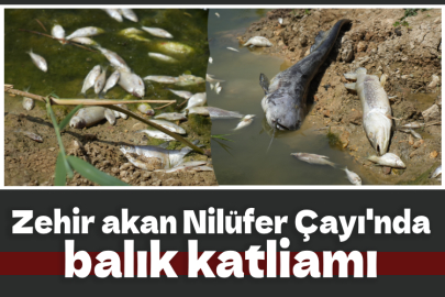 Zehir akan Nilüfer Çayı'nda balık katliamı