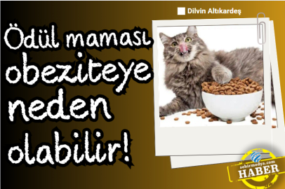 Ödül maması obeziteye neden olabilir!