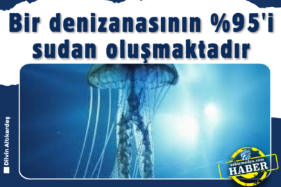 Bir denizanasının %95'i sudan oluşmaktadır