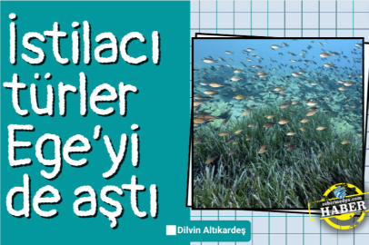 İstilacı türler Ege’yi de aştı