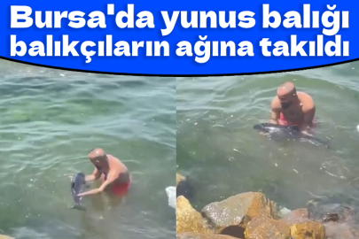 Bursa'da yunus balığı balıkçıların ağına takıldı