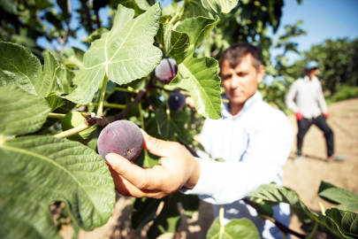 Bursa siyahının değeri, AB tescili ile artacak 