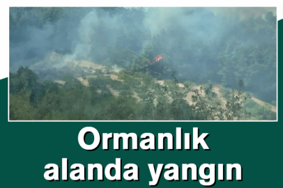 Ormanlık alanda yangın