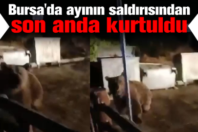 Bursa'da ayının saldırısından son anda kurtuldu