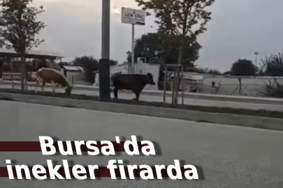 Bursa'da inekler firarda