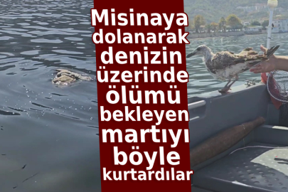 Bursa'da misinaya dolanarak denizin üzerinde ölümü bekleyen martıyı böyle kurtardılar