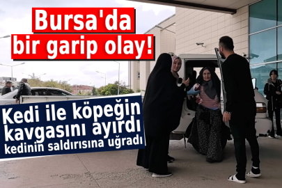 Bursa'da bir garip olay! Kedi ile köpeğin kavgasını ayırdı, kedinin saldırısına uğradı