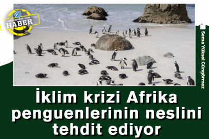 İklim krizi Afrika penguenlerinin neslini tehdit ediyor