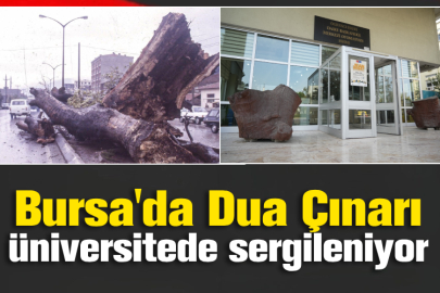 Bursa'da Dua Çınarı üniversitede sergileniyor