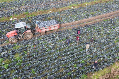 Bafra Ovası'nda kırmızı lahanada 130 bin ton rekolte bekleniyor