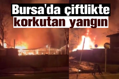 Bursa'da çiftlikte korkutan yangın