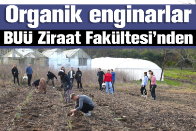 Organik enginarlar BUÜ Ziraat Fakültesi’nden