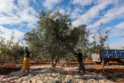 Zeytin ve Antep fıstığı 2024'te üreticisini "sevindirdi", limon ve portakal "üzdü"