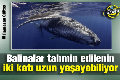 Balinalar tahmin edilenin iki katı uzun yaşayabiliyor