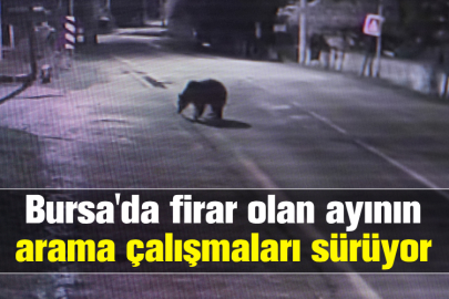 Bursa'da firar olan ayının arama çalışmaları sürüyor