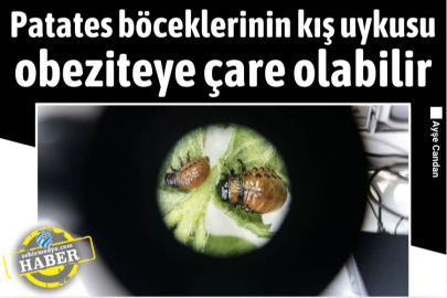 Patates böceklerinin kış uykusu obeziteye çare olabilir